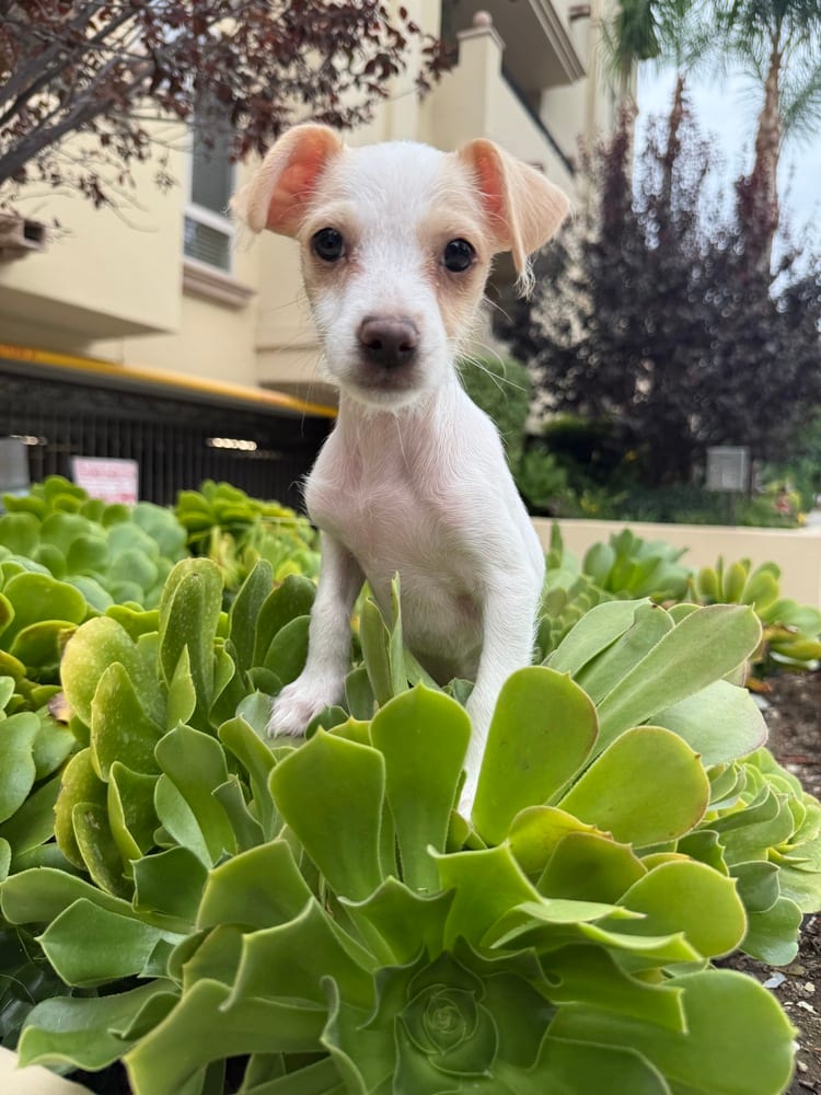 Photo of Peony, adoptable Maltese in Eugene, Oregon