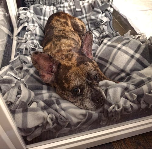 Photo of Michelle, adoptable French Bulldog in Wheaton, Illinois