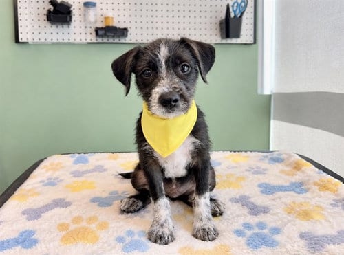 Photo of Waldo, adoptable German Wirehaired Pointer in Orange, California