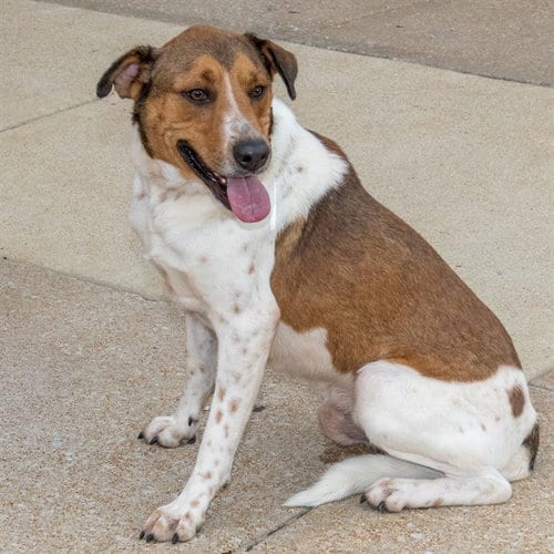 Photo of Dodo, adoptable Treeing Walker Coonhound in St Louis, Missouri