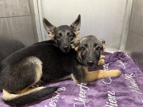 Photo of Sayde, adoptable German Shepherd Dog in Garland, Texas