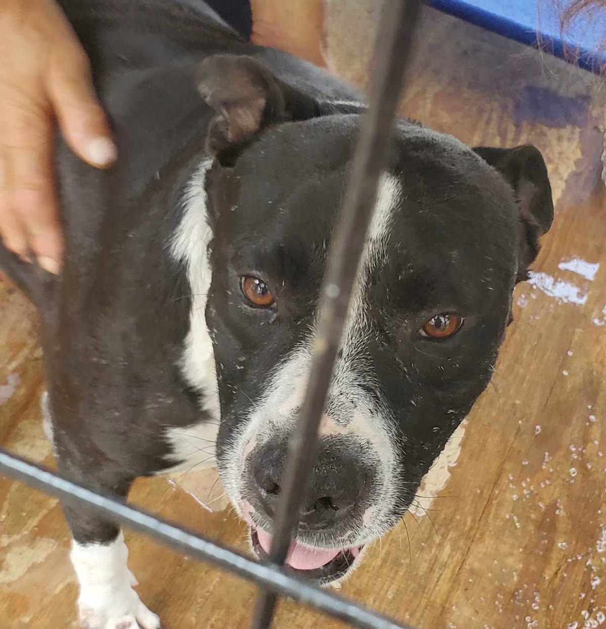 Photo of Ikaika, adoptable Mixed Breed (Large) Mixed Breed (Large) in Waianae, Hawaii
