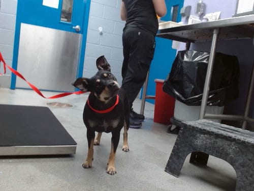 Photo of Suzie Q, adoptable Miniature Pinscher in Albuquerque, New Mexico
