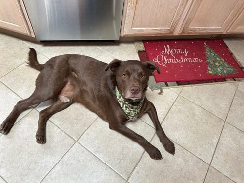 Photo of Riley, adoptable Labrador Retriever in Holbrook, New York