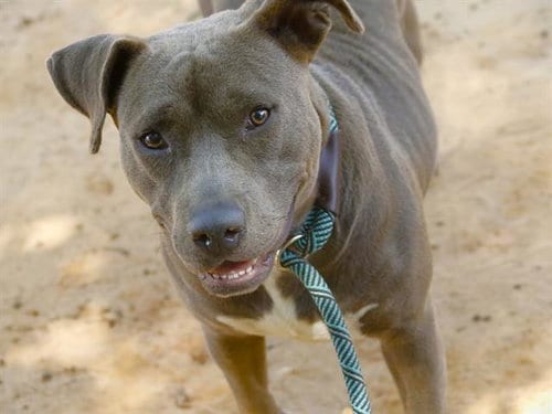 Photo of Queen, adoptable American Staffordshire Terrier in Tallahassee, Florida