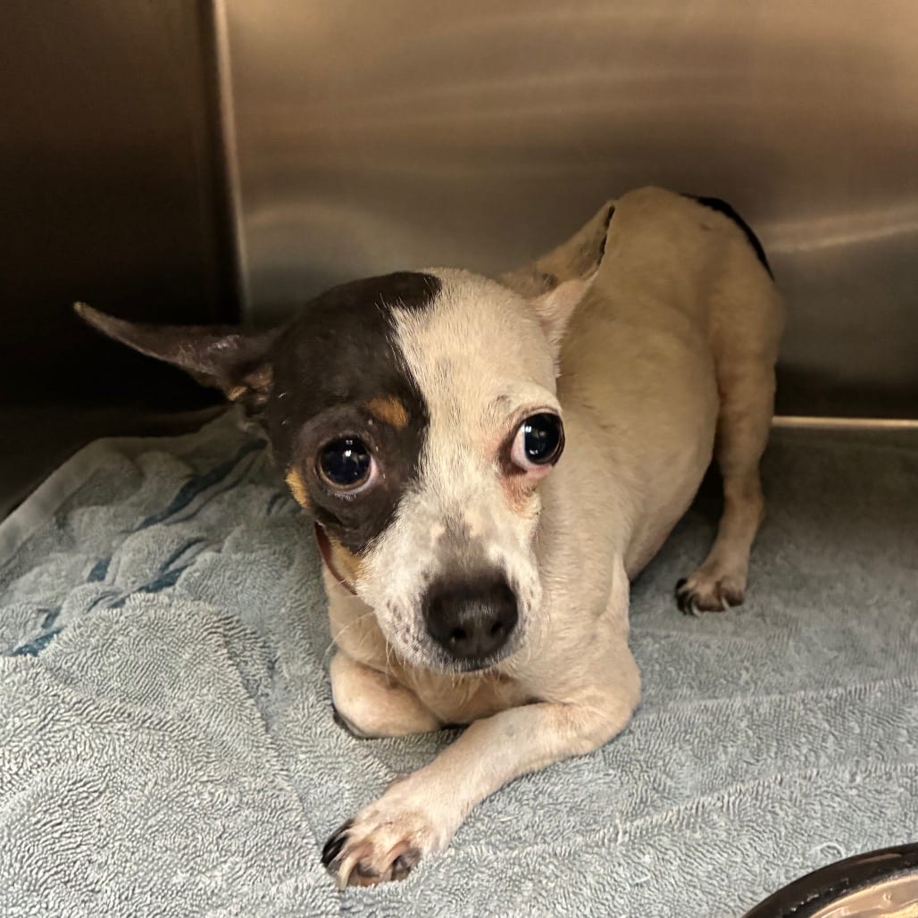 Photo of Fendi, adoptable Mixed Breed (Small) in Chattanooga, Tennessee