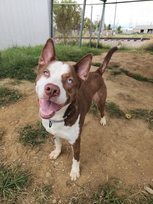 Photo of Toby Blue Eyes, adoptable Husky in Evansville, Indiana