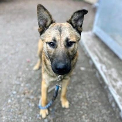 Photo of Twix, adoptable German Shepherd Dog in Oakland, California