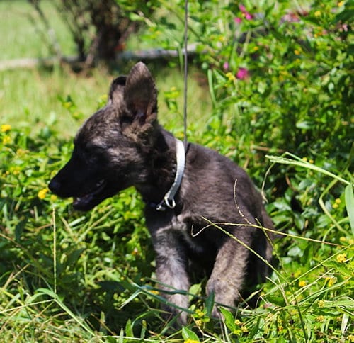 Photo of Nash 8/10weeks Neuter Contract Required $425, adoptable German Shepherd Dog in Holly Hill, South Carolina