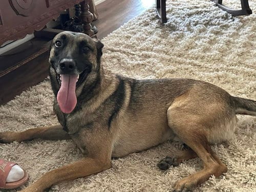 Photo of Lexy located in NM, adoptable Belgian Shepherd Malinois in Imlay City, Michigan