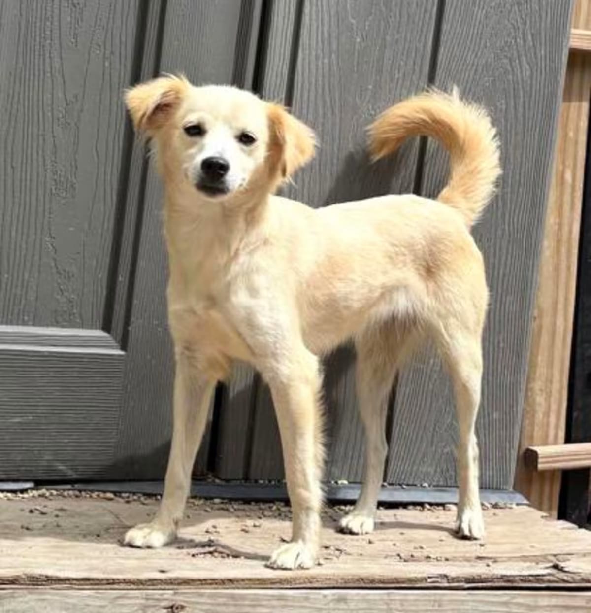 Photo of Charlie IN FOSTER, adoptable Mixed Breed (Medium) in New Orleans, Louisiana