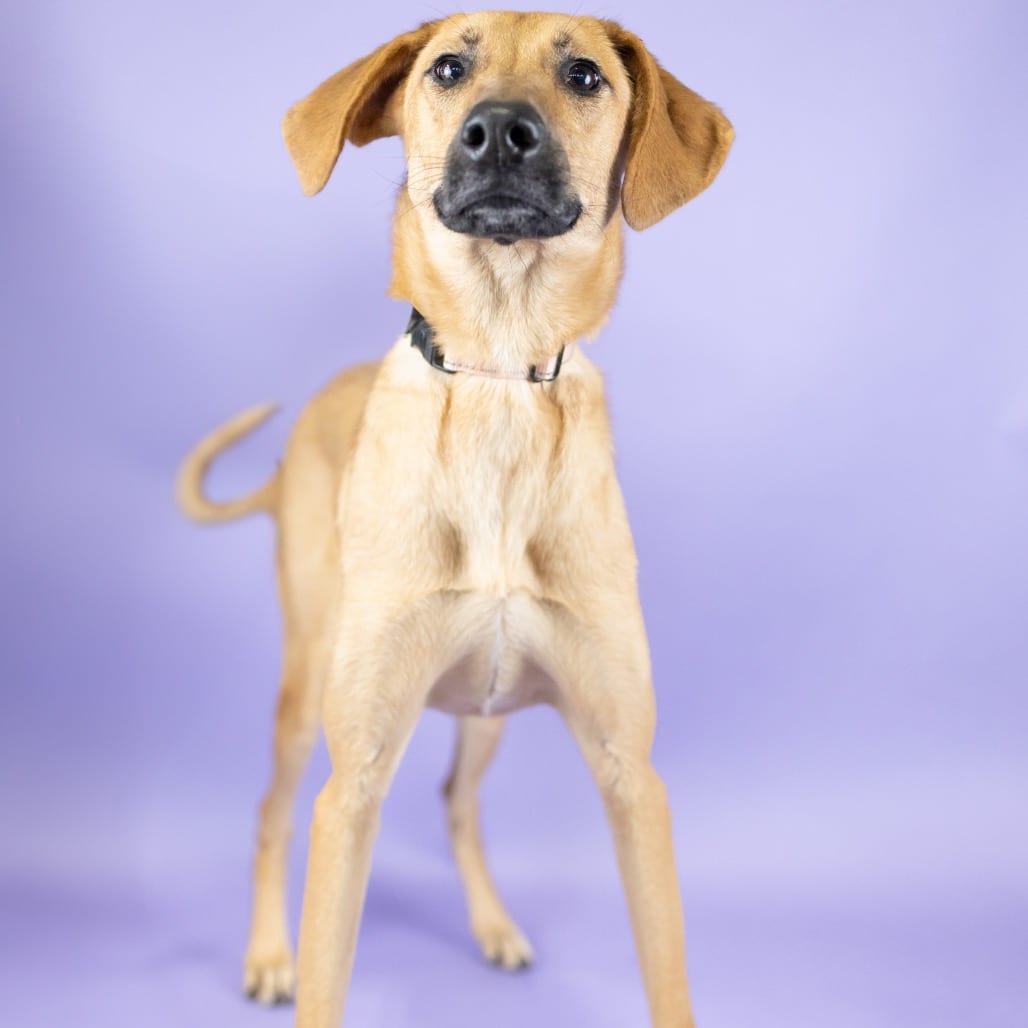 Photo of Evergreen, adoptable Mixed Breed (Medium) in Portland, Oregon