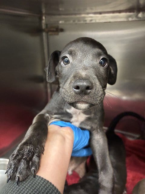 Photo of A480021, adoptable Pit Bull Terrier in Oklahoma City, Oklahoma