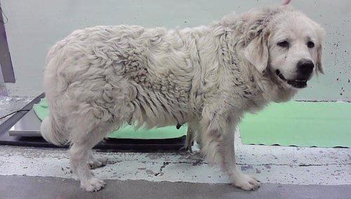 Photo of A2101525, adoptable Great Pyrenees in Houston, Texas