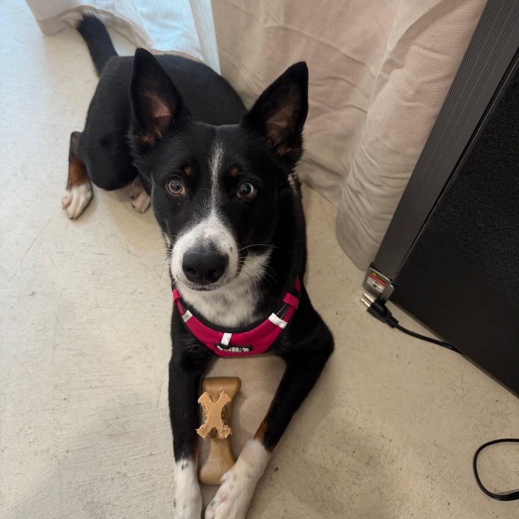 Photo of Tallie, adoptable Collie, Border / Cattle Dog in Dallas, Texas