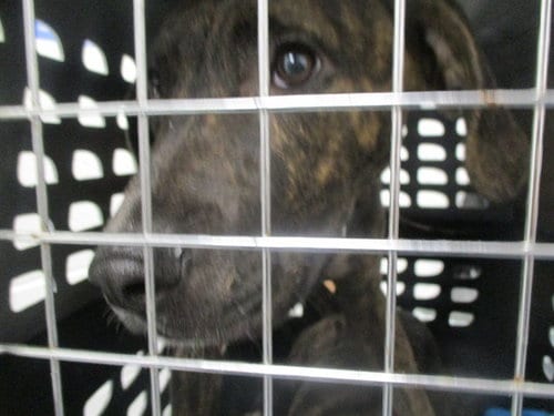 Photo of A391634, adoptable Labrador Retriever in Ocala, Florida