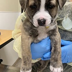 Photo of Norman, adoptable Siberian Husky American Pit Bull Terrier in Vancouver, Washington