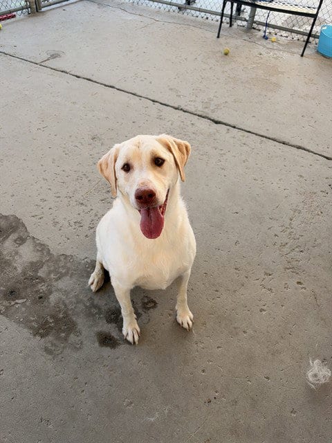 Photo of Bo Marley, adoptable Labrador Retriever in Bakersfield, California