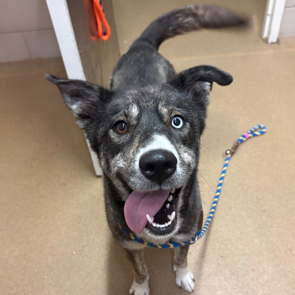 Photo of Indie, adoptable Mixed Breed (Medium) in Chattanooga, Tennessee