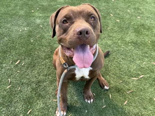Photo of Canelo, adoptable Pit Bull Terrier in Los Angeles, California