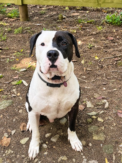 Photo of Dodge (m), adoptable Pit Bull Terrier in Nashville, Tennessee