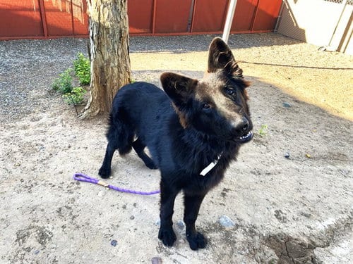 Photo of Macchiato, adoptable German Shepherd Dog in Phoenix, Arizona
