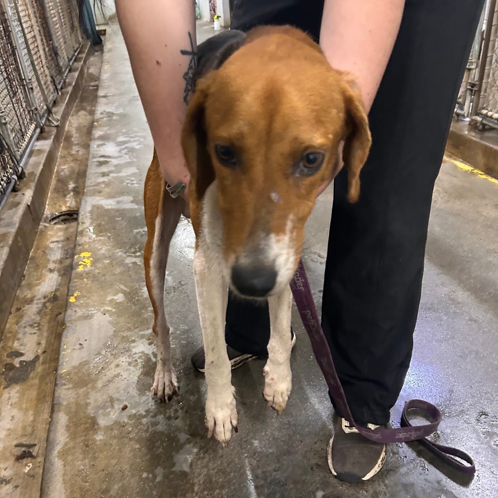 Photo of Copper, adoptable Hound in Summerville, South Carolina