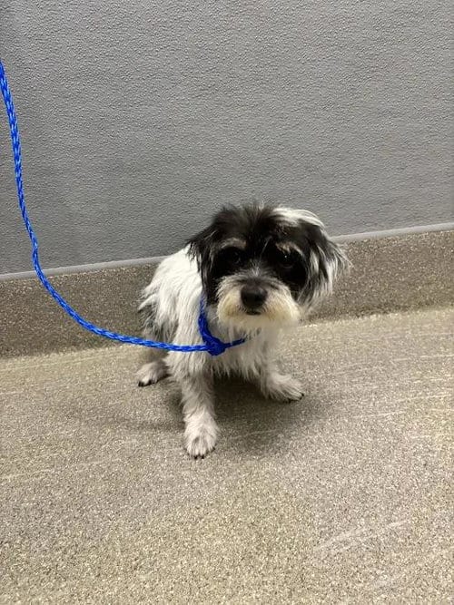 Photo of Mamcita, adoptable Shih Tzu in Las Vegas, Nevada