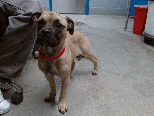 Photo of Ernie, adoptable Boxer in Albuquerque, New Mexico