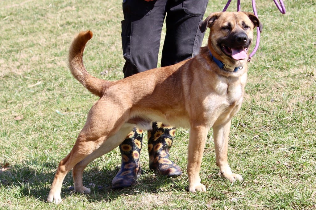 Photo of Pluto, adoptable Mixed Breed in Brazil, Indiana