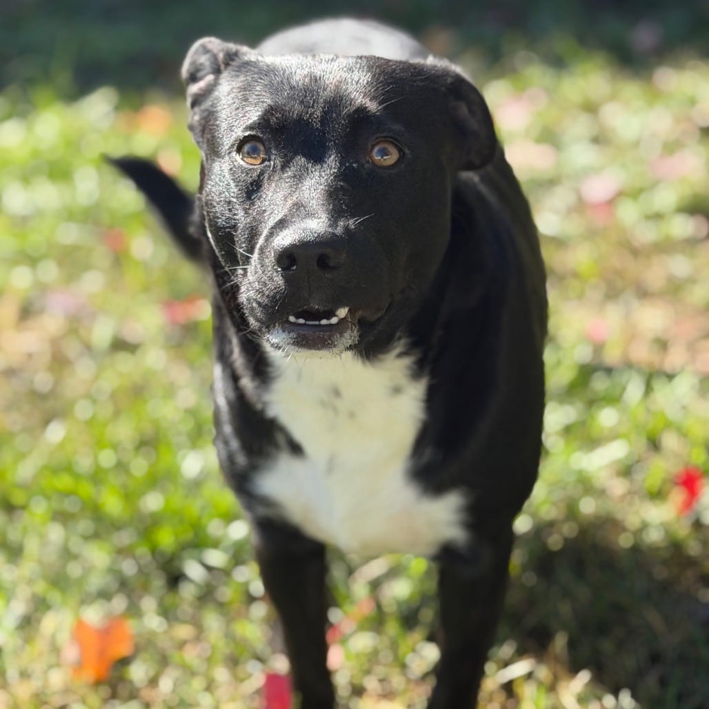 Photo of Wednesday, adoptable Collie, Border / Mixed Breed (Medium) in Maryland, Maryland
