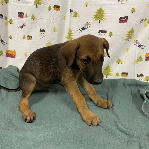 Photo of Shepp, adoptable German Shepherd Dog in Modesto, California