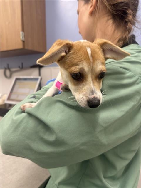 Photo of Apricot, adoptable Jack Russell Terrier (Parson Russell Terrier) in Fort Collins, Colorado