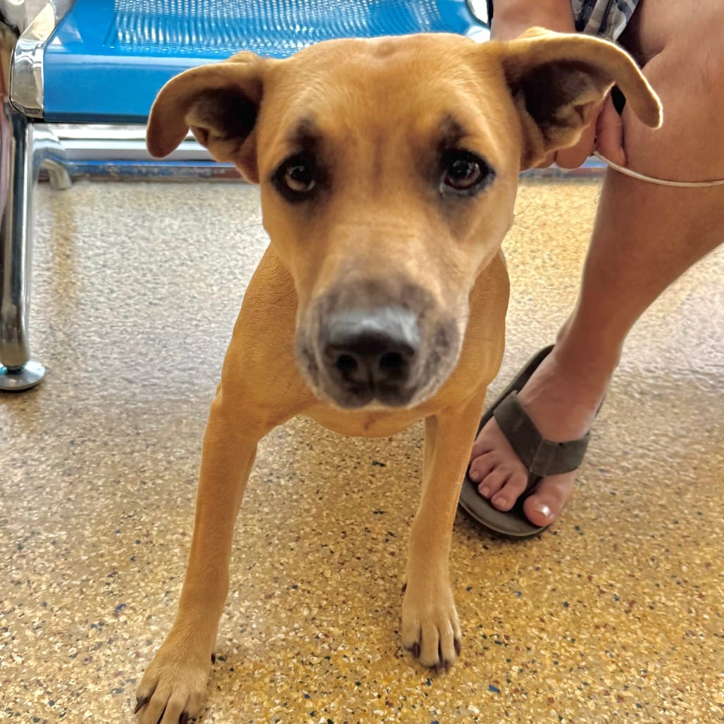 Photo of Ayla, adoptable Black Mouth Cur in Houston, Texas