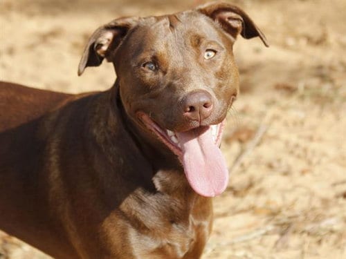 Photo of Star, adoptable Labrador Retriever in Tallahassee, Florida