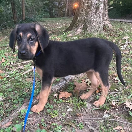 Photo of Pop Rox, adoptable dog in Chamblee, Georgia