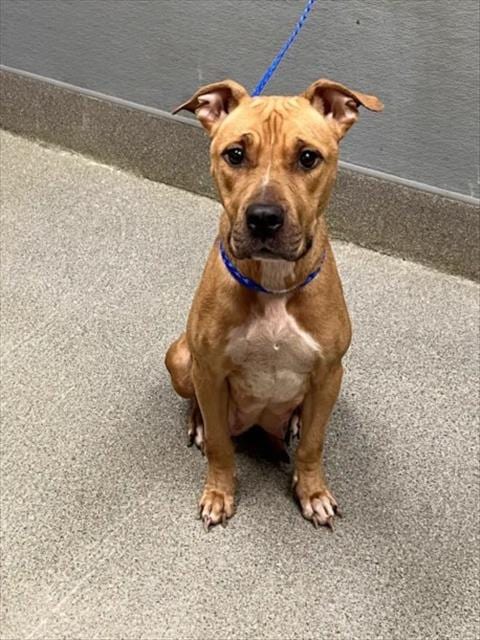 Photo of Lumpia, adoptable Pit Bull Terrier in Las Vegas, Nevada
