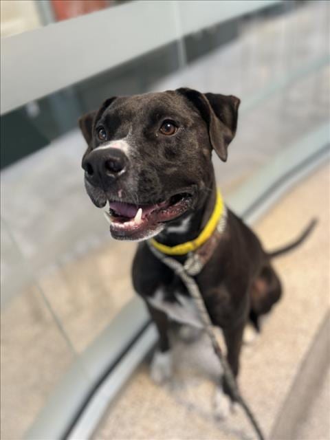 Photo of Rambutan, adoptable Pit Bull Terrier in Los Angeles, California