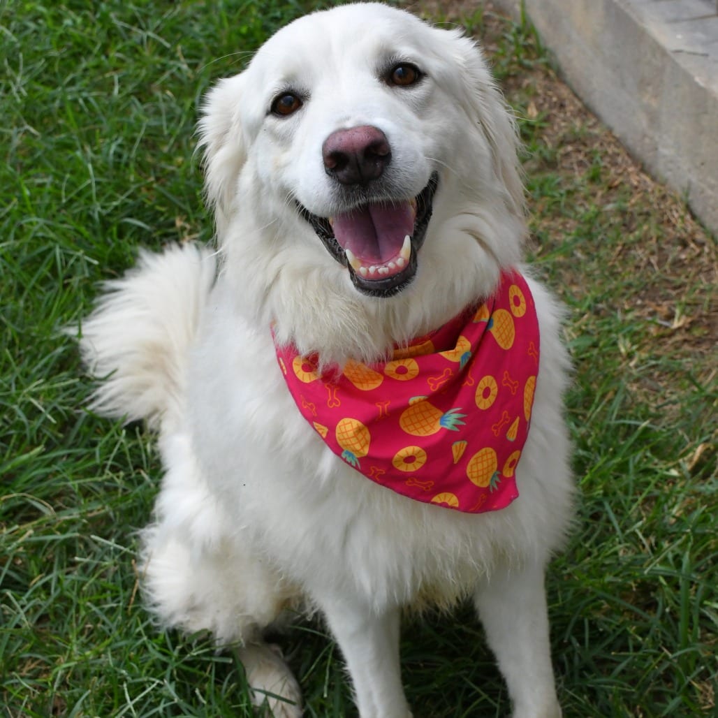 Photo of Miss Gumball, adoptable Pyrenees, Great in Beaumont, Texas