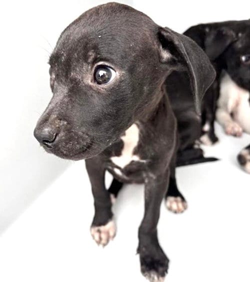 Photo of A661270, adoptable Pit Bull Terrier in Houston, Texas