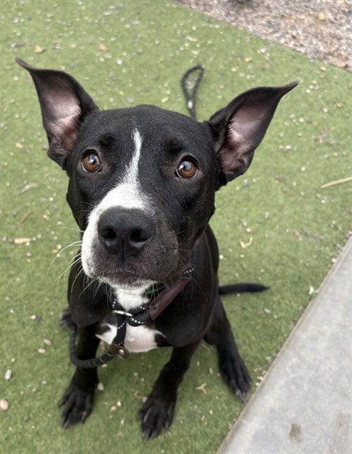 Photo of Nike, adoptable American Pit Bull Terrier in Phoenix, Arizona