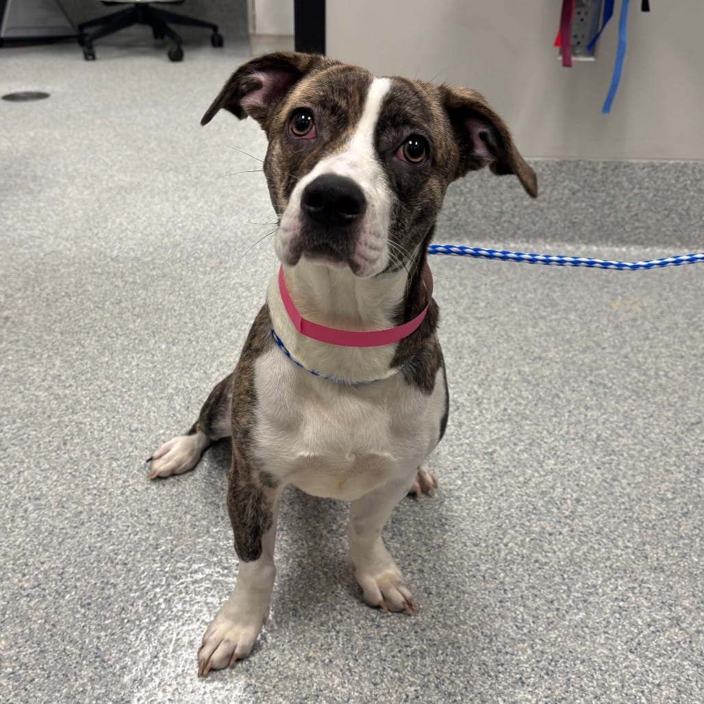 Photo of Draculaura, adoptable Terrier, American Staffordshire / Mix in Spartanburg, South Carolina