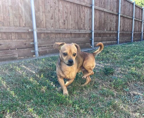 Photo of Louie, adoptable Chihuahua in Plano, Texas