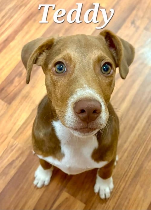 Photo of Teddy, adoptable Hound in Rutherfordton, North Carolina