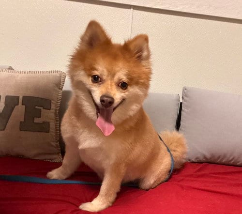 Photo of Shadow, adoptable Pomeranian in Sanford, Florida