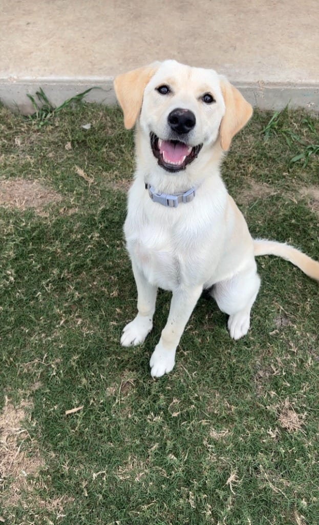 Photo of Luna, adoptable Labrador Retriever in Canyon Lake, Texas