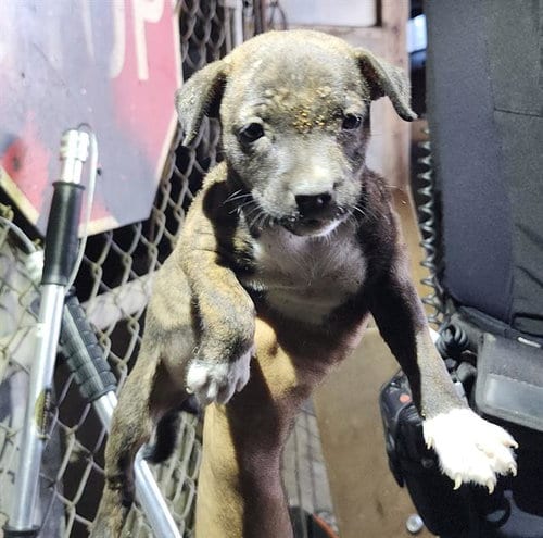 Photo of Lyla, adoptable Terrier in San Antonio, Texas