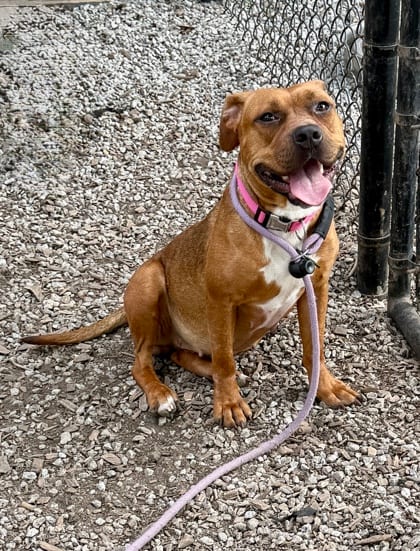 Photo of Reada, adoptable dog in Chamblee, Georgia