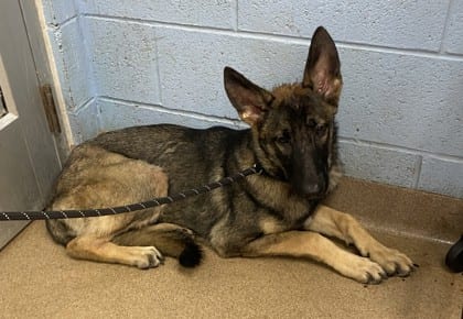 Photo of Angeline, adoptable dog in Chamblee, Georgia