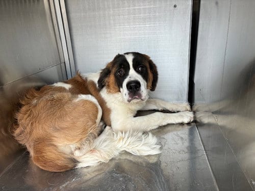 Photo of Bernadette, adoptable Saint Bernard in Mesa, Arizona